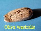 Oliva (Viduoliva) westralis, Petuch & Sargent 1986